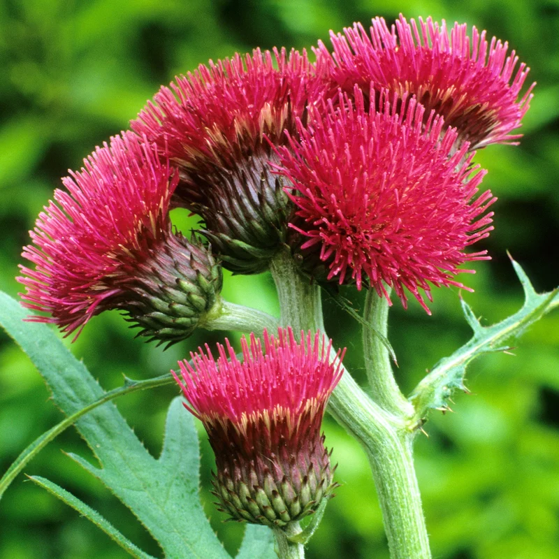 Kratzdistel 'Atropurpureum'