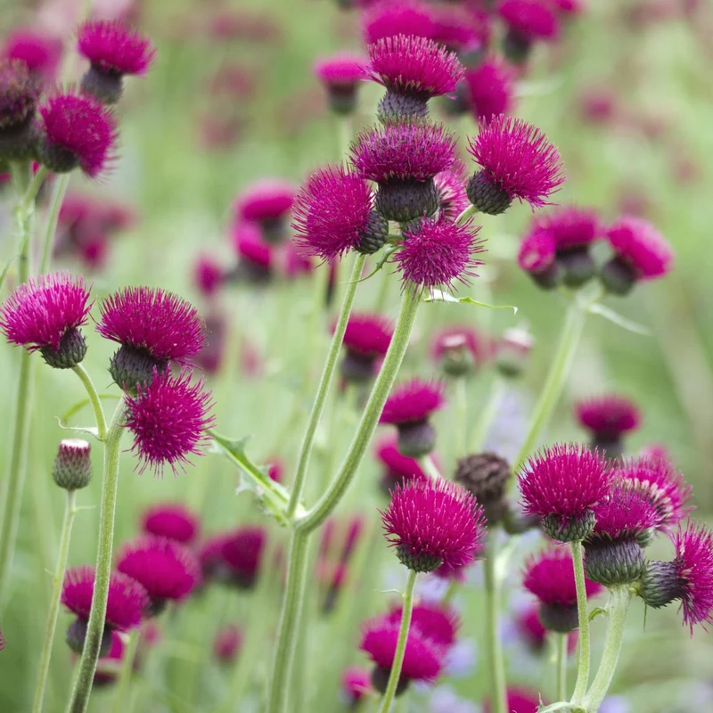 Kratzdistel 'Atropurpureum'