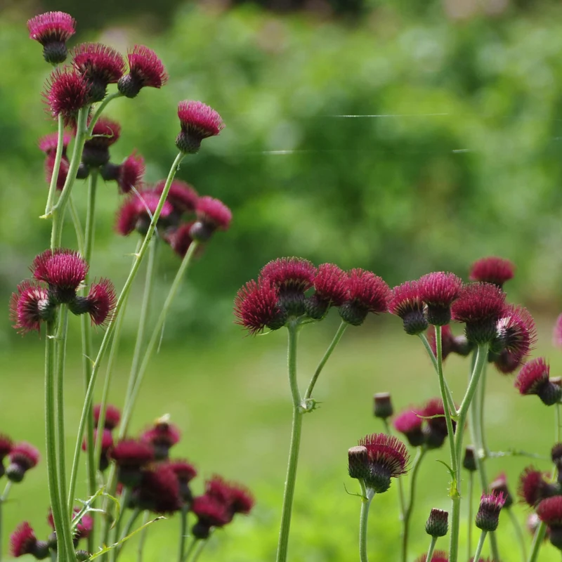 Kratzdistel 'Atropurpureum'
