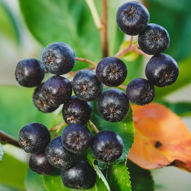 Apfelbeere 'Lowberry Little Helpers'