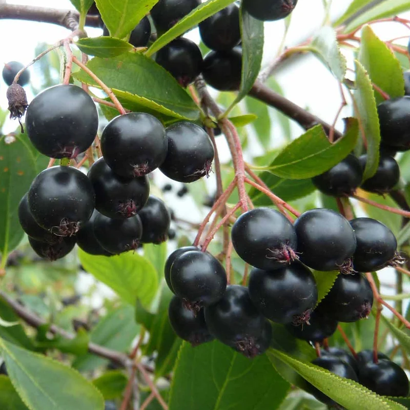 Apfelbeere 'Lowberry Little Helpers'