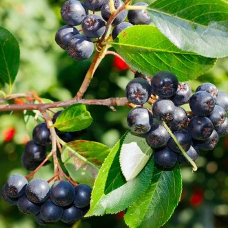 Apfelbeere 'Lowberry Little Helpers'
