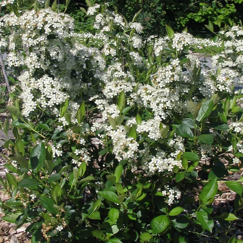 Apfelbeere 'Lowberry Little Helpers'