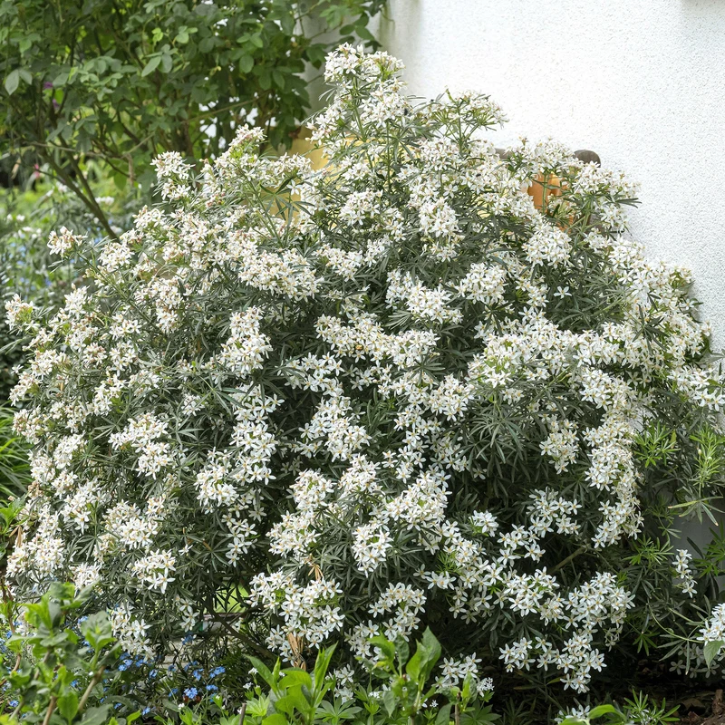 Orangenblume 'White Dazzler'