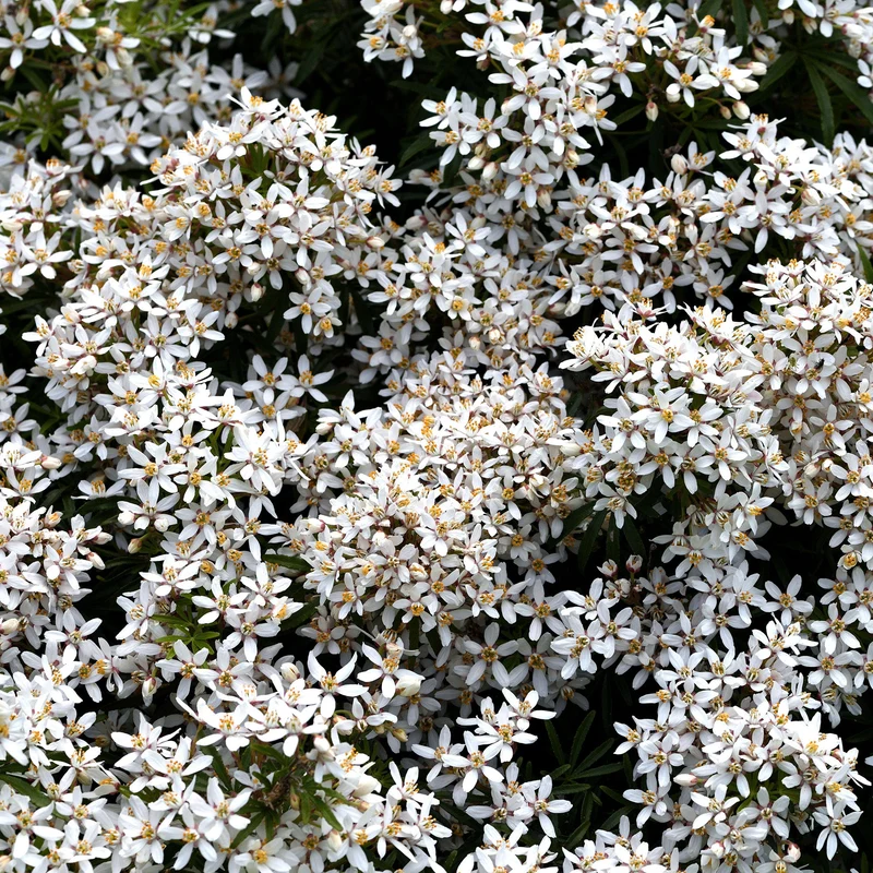 Orangenblume 'White Dazzler'