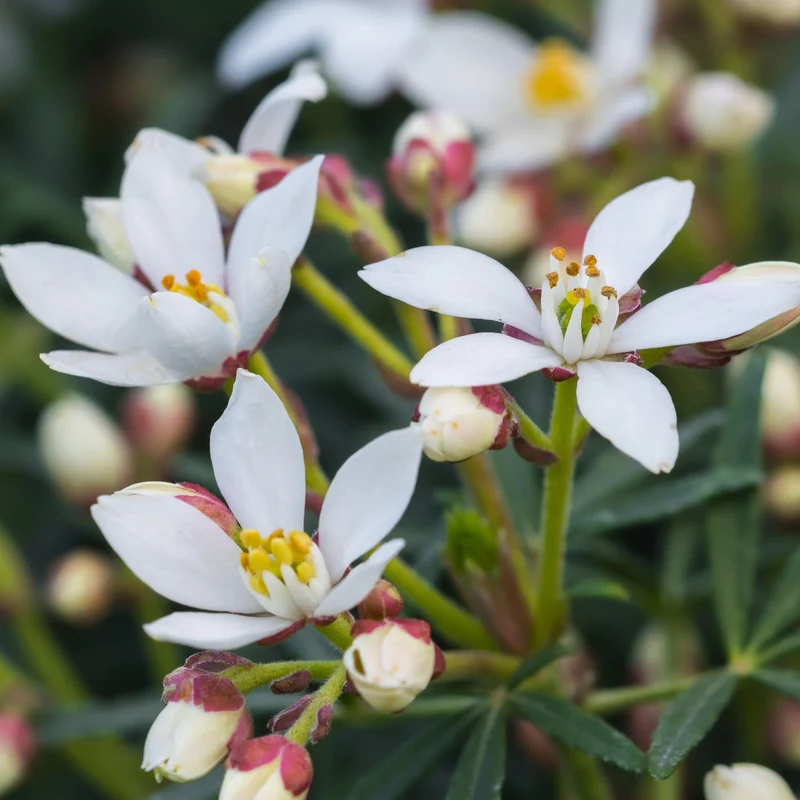 Orangenblume 'White Dazzler'