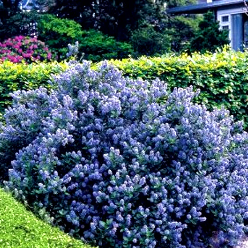 Säckelblume 'Yankee Point'