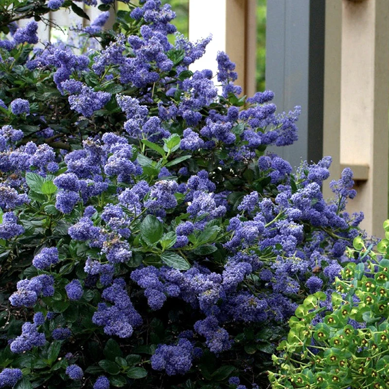 Säckelblume 'Yankee Point'