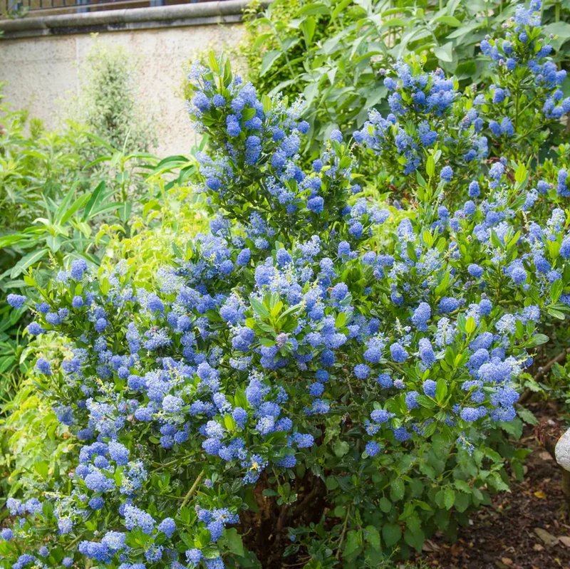 Säckelblume 'Yankee Point'