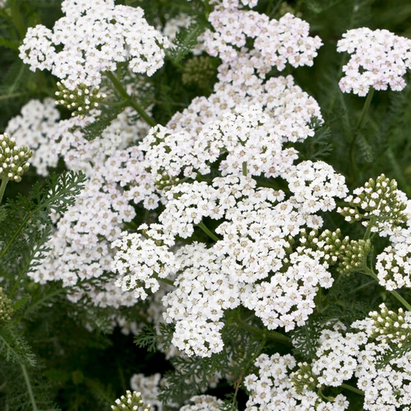 Schafgarbe 'New Vintage White'