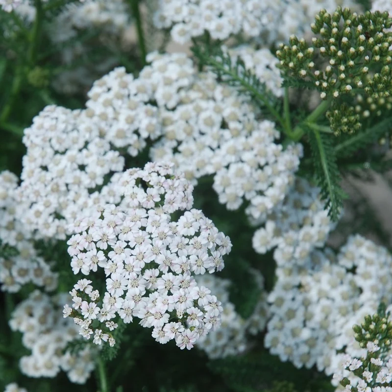 Schafgarbe 'New Vintage White'