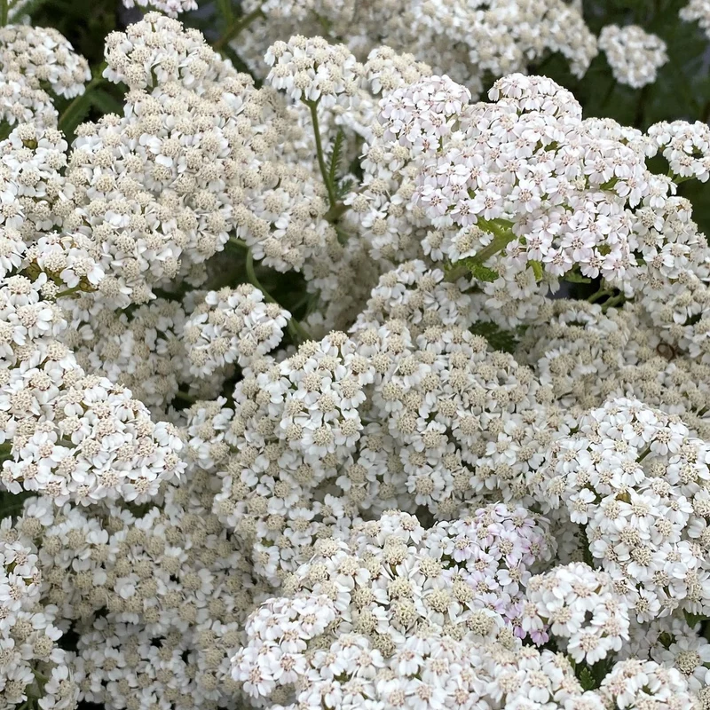 Schafgarbe 'New Vintage White'
