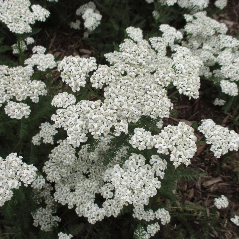 Schafgarbe 'New Vintage White'