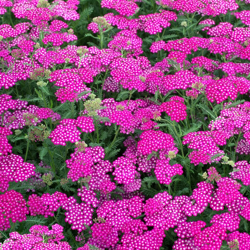 Schafgarbe 'New Vintage Violet'