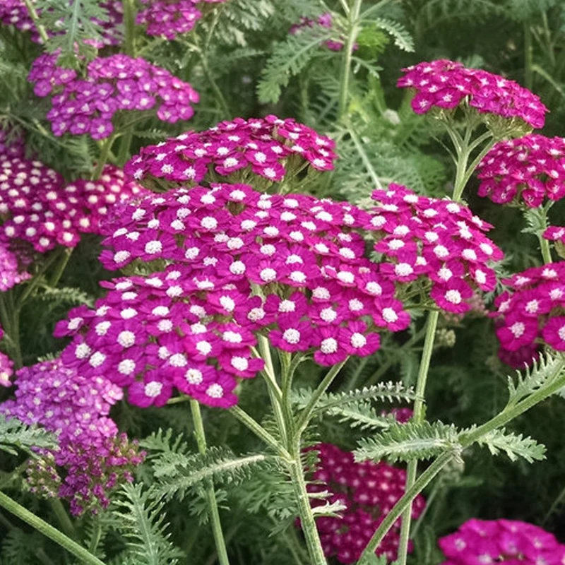 Schafgarbe 'New Vintage Violet'