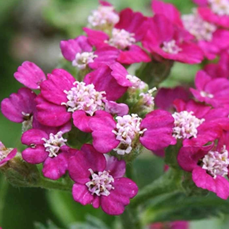 Schafgarbe 'New Vintage Violet'