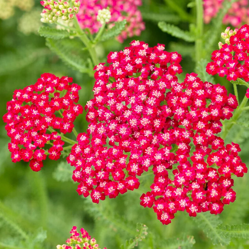 Schafgarbe 'New Vintage Red'