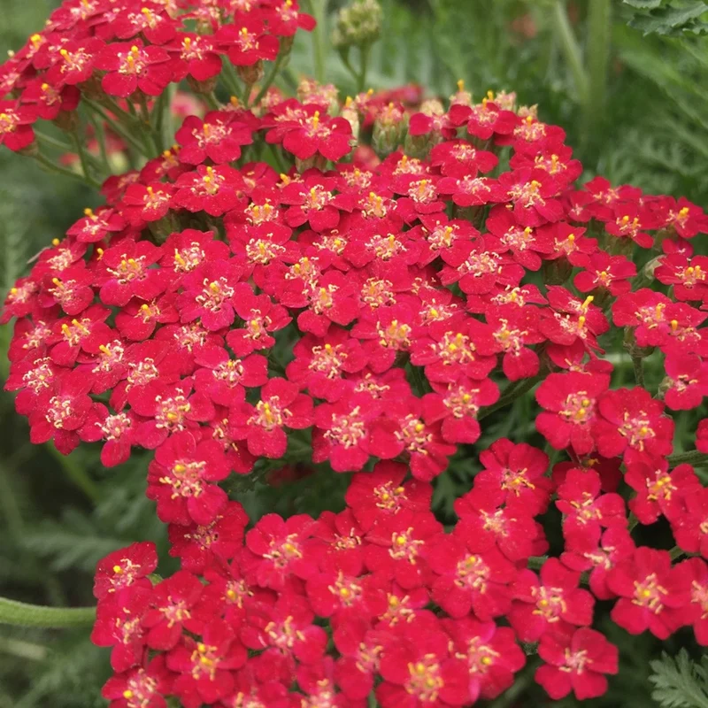 Schafgarbe 'New Vintage Red'