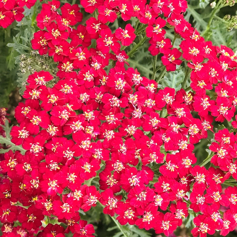 Schafgarbe 'New Vintage Red'