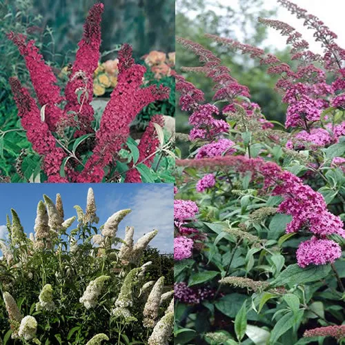 Schmetterlingsflieder Mix