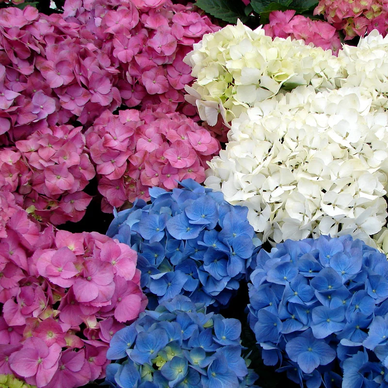 Bauernhortensie Mix