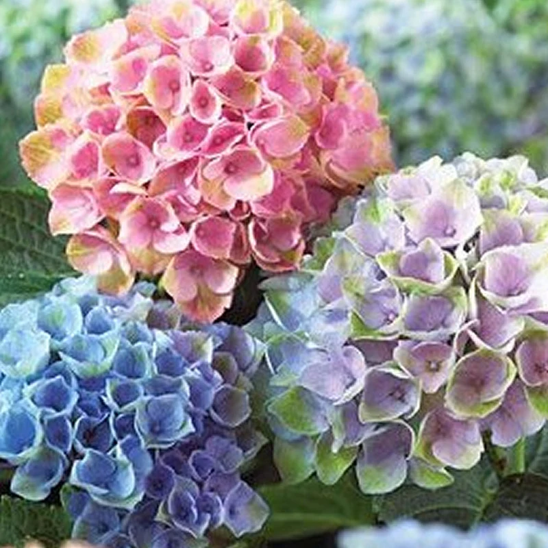 Bauernhortensie Mix