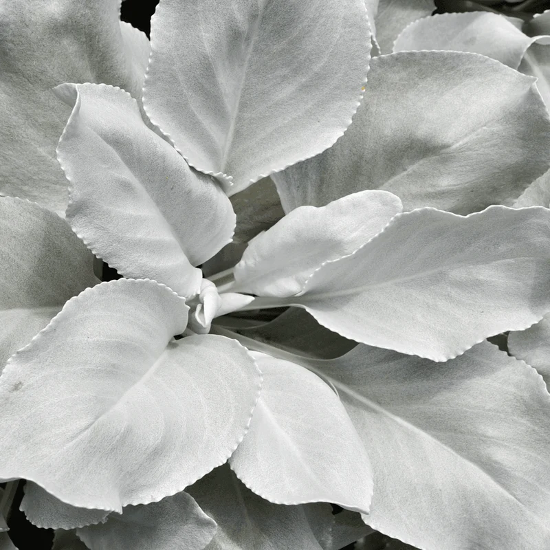 Greiskraut 'Angel Wings'
