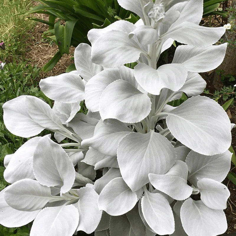 Greiskraut 'Angel Wings'