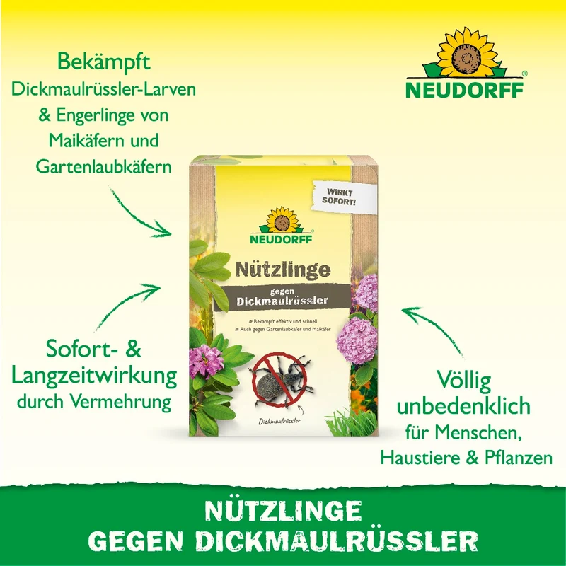 Nützlinge gegen Dickmaulrüssler
