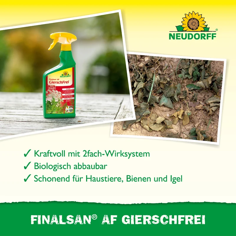Finalsan AF GierschFrei