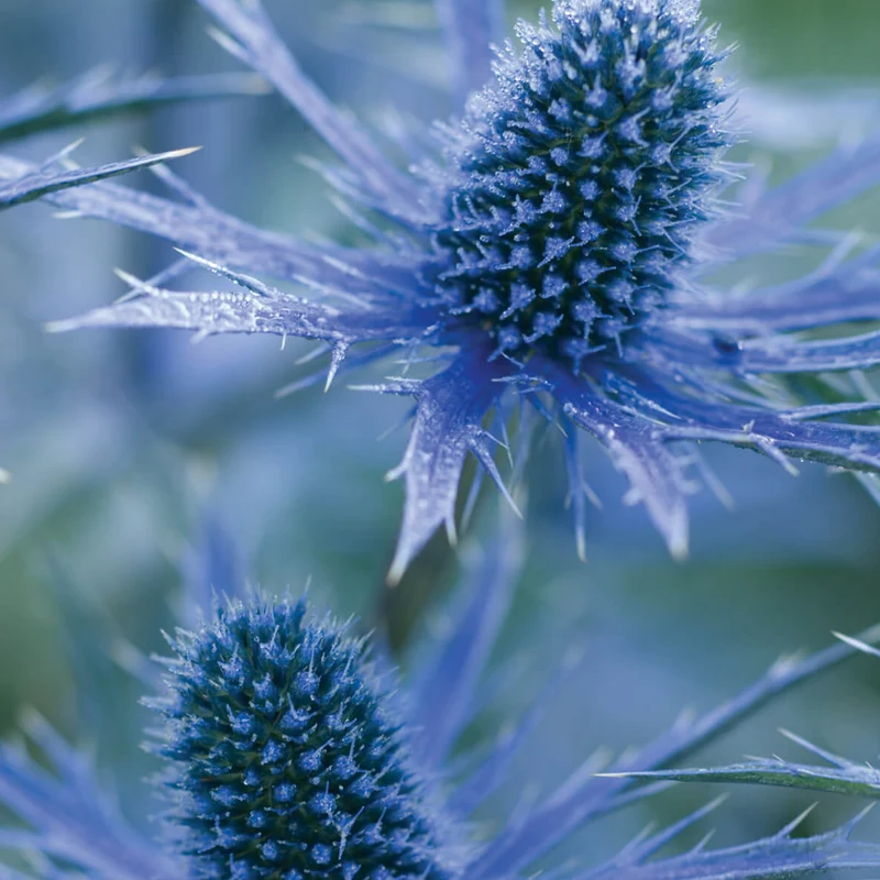 Mannstreu 'Big Blue'