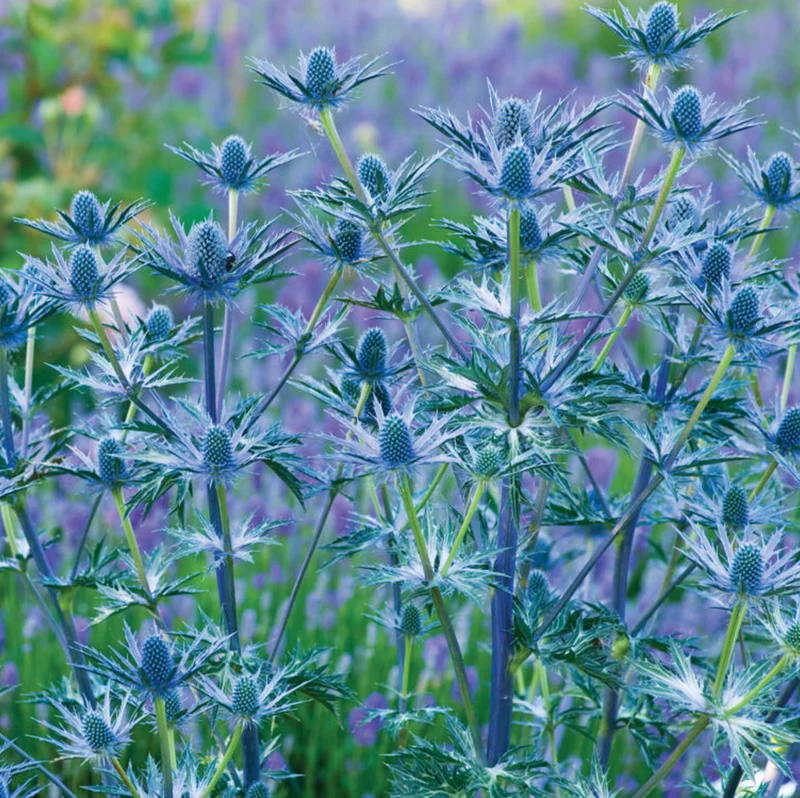 Mannstreu 'Big Blue'