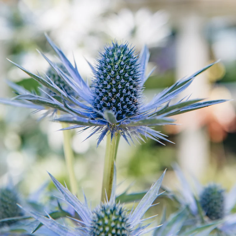 Mannstreu 'Big Blue'