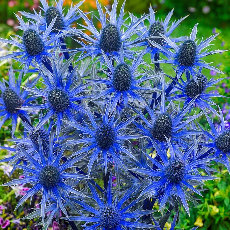 Mannstreu 'Big Blue'