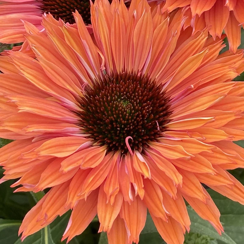 Sonnenhut 'SunSeekers Rainbow'