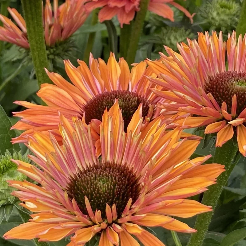 Sonnenhut 'SunSeekers Rainbow'