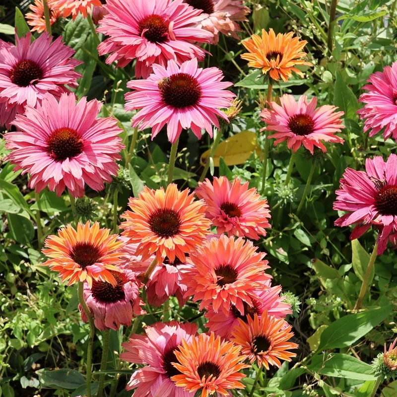 Sonnenhut 'SunSeekers Rainbow'