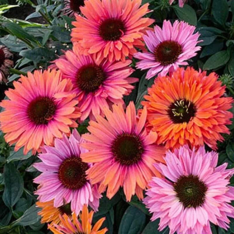 Sonnenhut 'SunSeekers Rainbow'