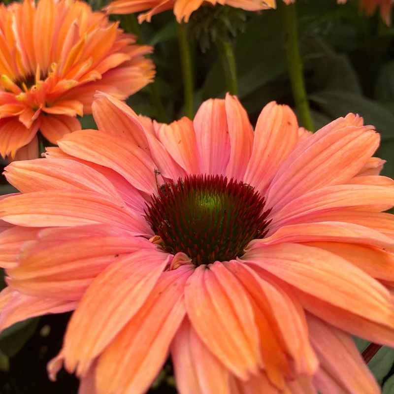 Sonnenhut 'SunSeekers Rainbow'