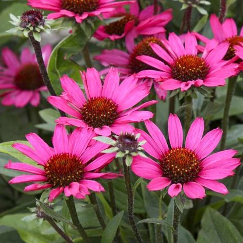 Sonnenhut 'SunSeekers Purpleicious'