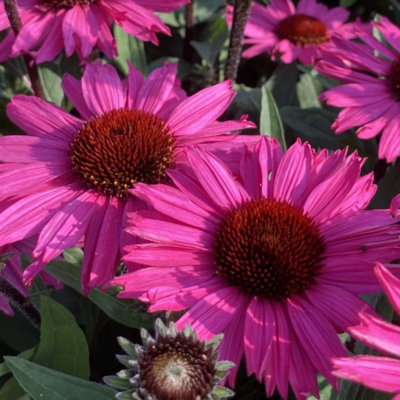 Sonnenhut 'SunSeekers Purpleicious'