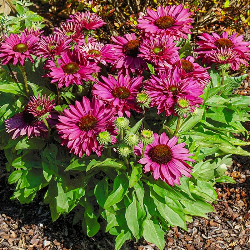 Sonnenhut 'SunSeekers Purpleicious'