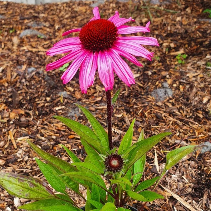 Sonnenhut 'SunSeekers Purpleicious'