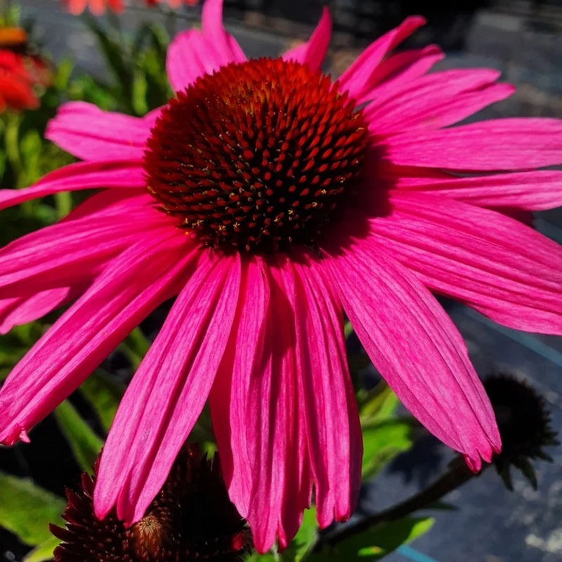 Sonnenhut 'SunSeekers Purpleicious'
