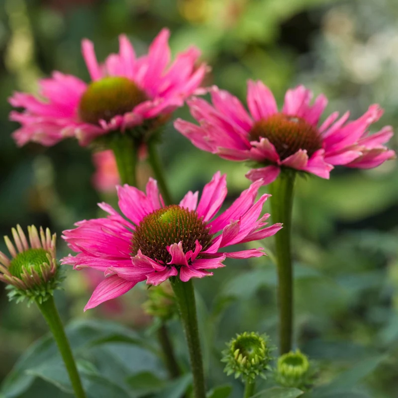 Sonnenhut 'SunSeekers Purple'