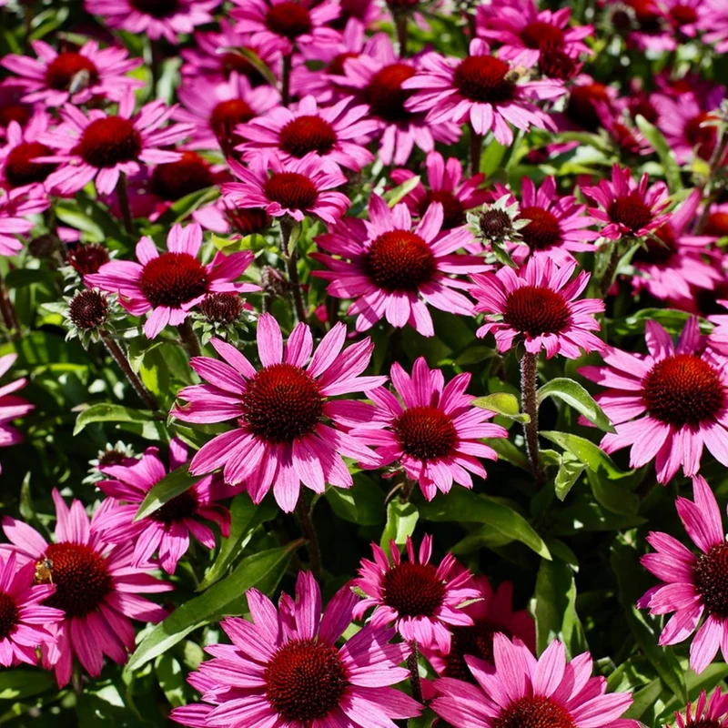 Sonnenhut 'SunSeekers Purple'