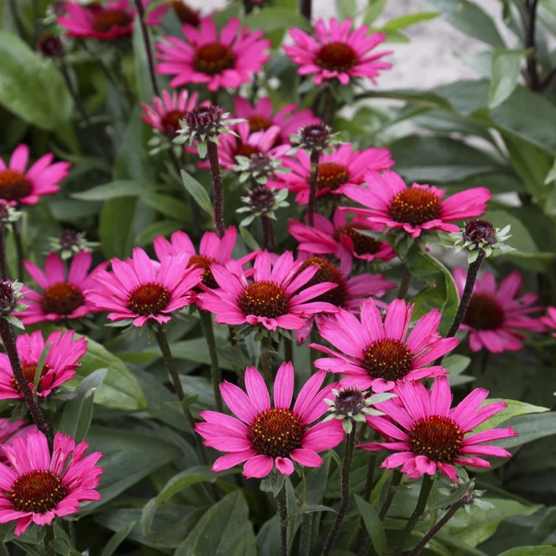Sonnenhut 'SunSeekers Purple'