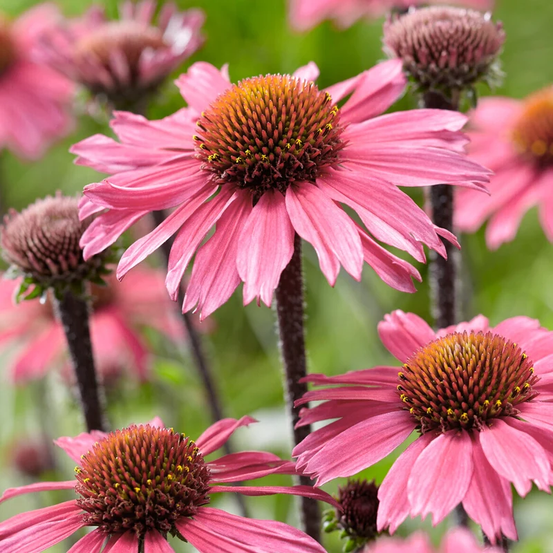 Sonnenhut 'SunSeekers Pink'