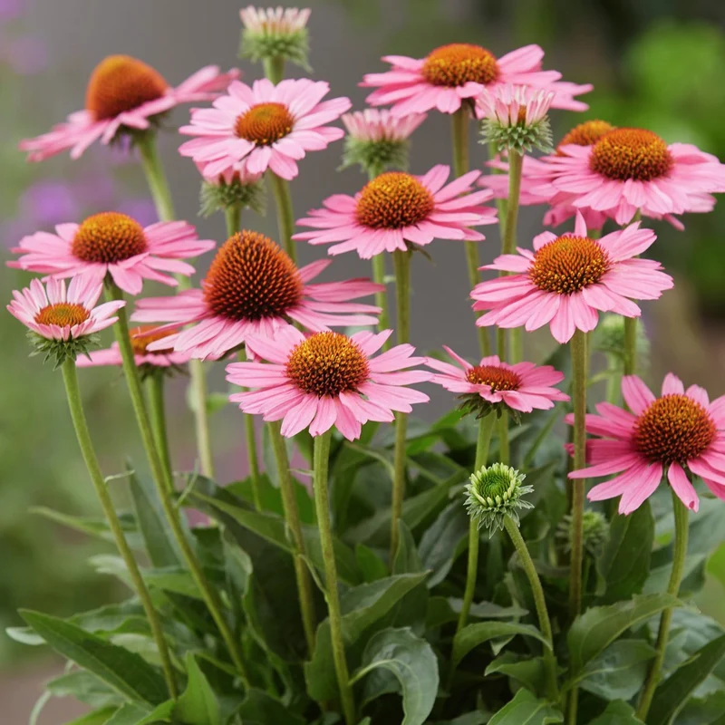 Sonnenhut 'SunSeekers Pink'