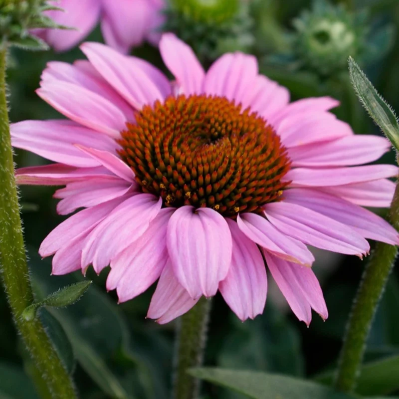 Sonnenhut 'SunSeekers Pink'